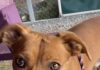 Pet of the Week: Socks has an abundance of love ready to shareÂ