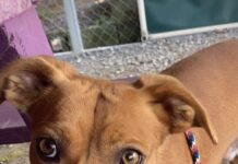 Pet of the Week: Socks has an abundance of love ready to share