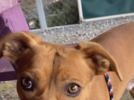 Pet of the Week: Socks has an abundance of love ready to share