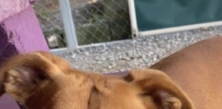 Pet of the Week: Socks has an abundance of love ready to shareÂ