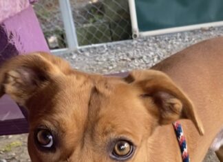Pet of the Week: Socks has an abundance of love ready to share