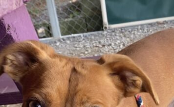 Pet of the Week: Socks has an abundance of love ready to share