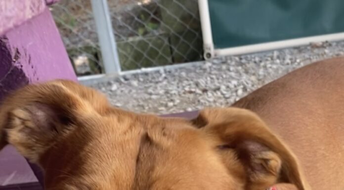 Pet of the Week: Socks has an abundance of love ready to share