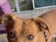 Pet of the Week: Socks has an abundance of love ready to share