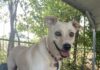 Pet of the Week: Molly measures love in time spent togetherÂ