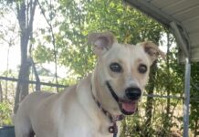 Pet of the Week: Molly measures love in time spent togetherÂ