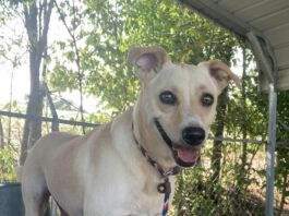 Pet of the Week: Molly measures love in time spent together