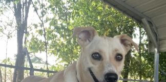 Pet of the Week: Molly measures love in time spent togetherÂ