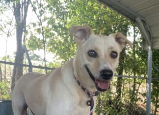 Pet of the Week: Molly measures love in time spent together