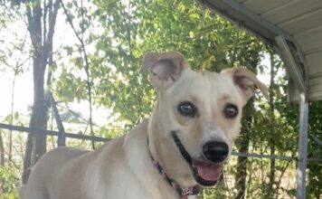 Pet of the Week: Molly measures love in time spent together