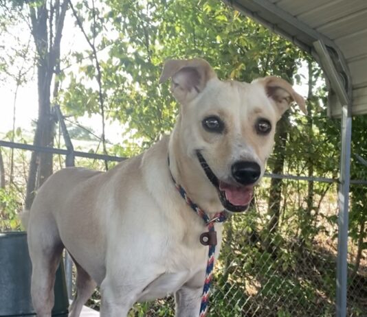 Pet of the Week: Molly measures love in time spent together