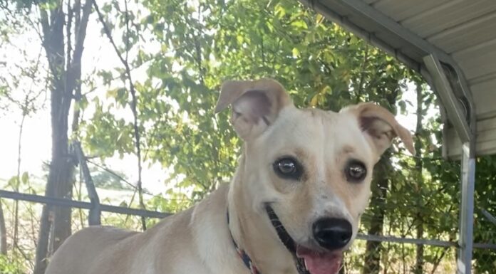 Pet of the Week: Molly measures love in time spent together