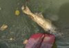 Black Warrior Riverkeeper investigating another fish kill on Mulberry Fork