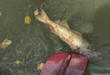 Black Warrior Riverkeeper investigating another fish kill on Mulberry Fork