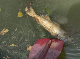 Black Warrior Riverkeeper investigating another fish kill on Mulberry Fork
