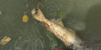 Black Warrior Riverkeeper investigating another fish kill on Mulberry Fork