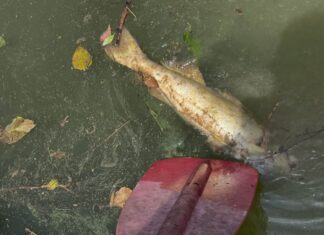 Black Warrior Riverkeeper investigating another fish kill on Mulberry Fork
