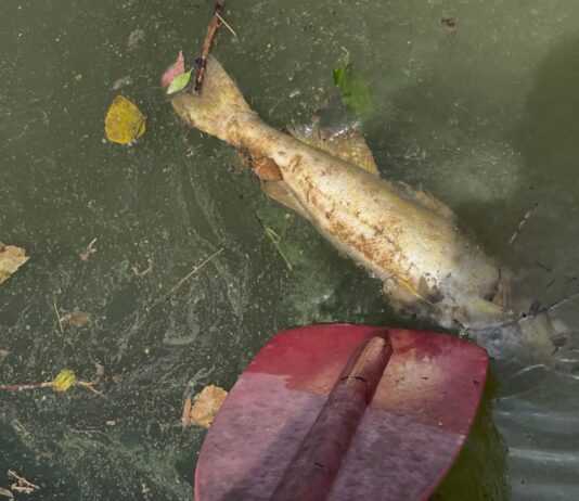Black Warrior Riverkeeper investigating another fish kill on Mulberry Fork