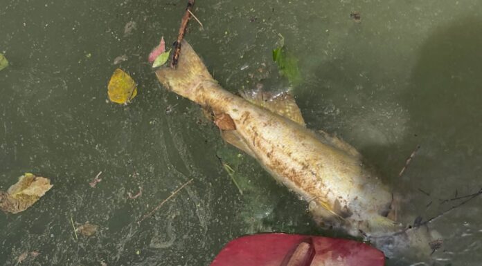 Black Warrior Riverkeeper investigating another fish kill on Mulberry Fork