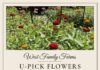West Family Farms opens seasonal U-pick flower field in Eva