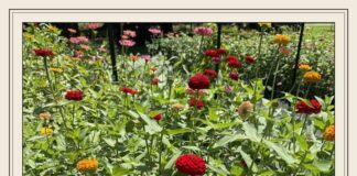 West Family Farms opens seasonal U-pick flower field in EvaÂ