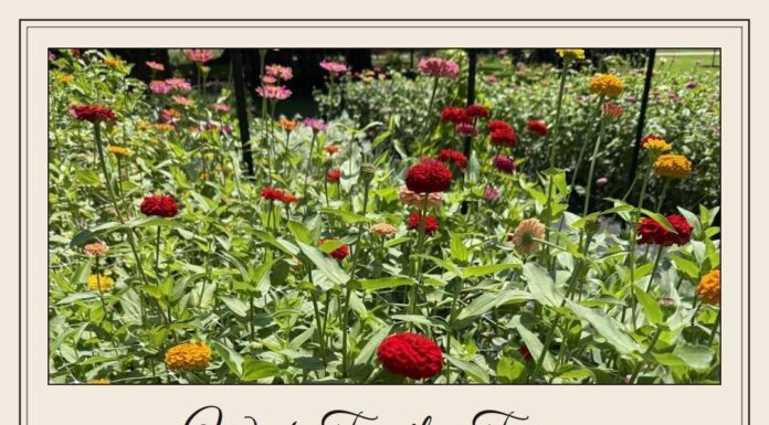 West Family Farms opens seasonal U-pick flower field in Eva
