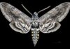 More tips for hornworm control from Cullman County Master GardenersÂ