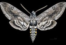 More tips for hornworm control from Cullman County Master GardenersÂ