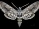 More tips for hornworm control from Cullman County Master Gardeners