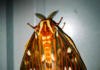 Op-Ed: Moths and a healthy ecosystem