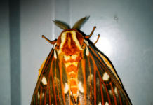 Op-Ed: Moths and a healthy ecosystemÂ