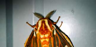 Op-Ed: Moths and a healthy ecosystemÂ