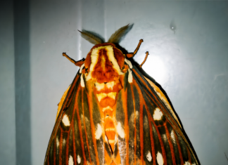 Op-Ed: Moths and a healthy ecosystem