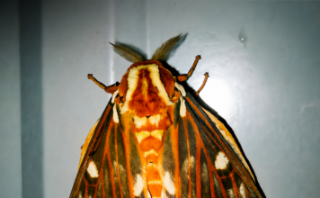 Op-Ed: Moths and a healthy ecosystemÂ
