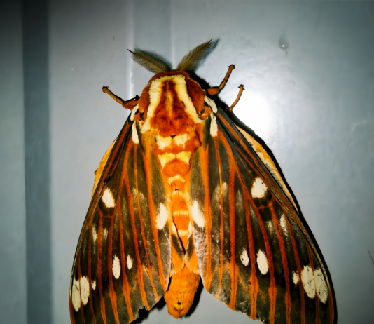 Op-Ed: Moths and a healthy ecosystem