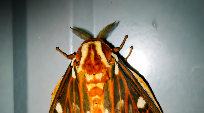Op-Ed: Moths and a healthy ecosystem