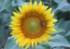Haynes Farm invites visitors to experience 5-acre sunflower fieldÂ