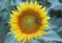 Haynes Farm invites visitors to experience 5-acre sunflower fieldÂ