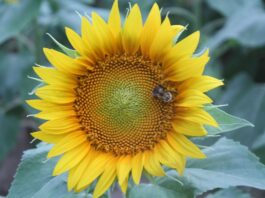 Haynes Farm invites visitors to experience 5-acre sunflower field
