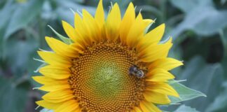 Haynes Farm invites visitors to experience 5-acre sunflower fieldÂ
