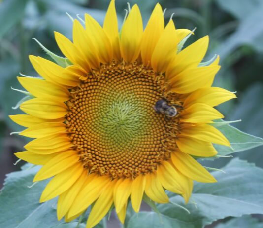 Haynes Farm invites visitors to experience 5-acre sunflower field