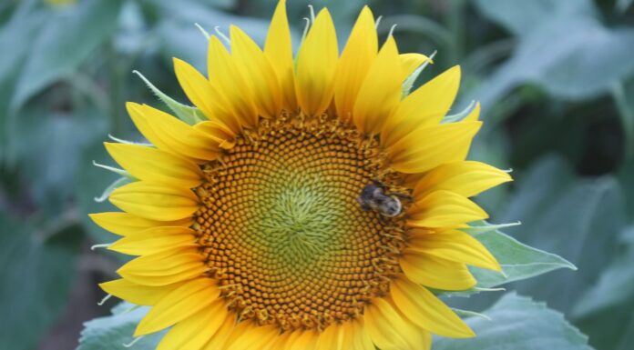 Haynes Farm invites visitors to experience 5-acre sunflower field