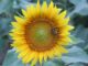 Haynes Farm invites visitors to experience 5-acre sunflower field