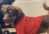 Pet of the Week: Eric packs plenty of personality into a 15-lb. package