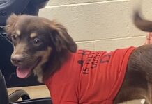 Pet of the Week: Eric packs plenty of personality into a 15-lb. package
