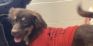 Pet of the Week: Eric packs plenty of personality into a 15-lb. package