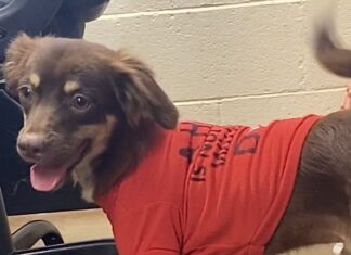 Pet of the Week: Eric packs plenty of personality into a 15-lb. package