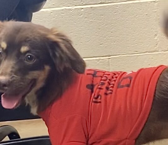 Pet of the Week: Eric packs plenty of personality into a 15-lb. package