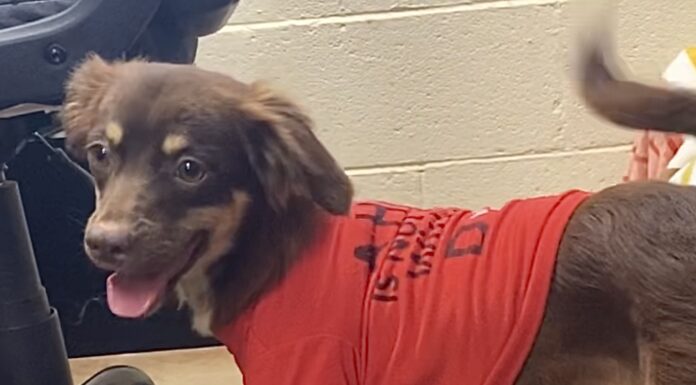 Pet of the Week: Eric packs plenty of personality into a 15-lb. package