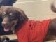 Pet of the Week: Eric packs plenty of personality into a 15-lb. package